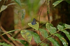 Chloreuptychia chlorimene