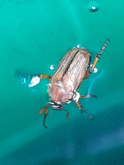 Amphimallon solstitiale