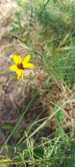 Coreopsis pulchra