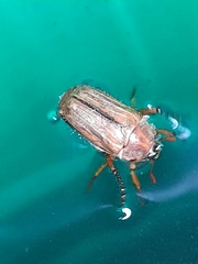 Amphimallon solstitiale