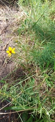 Coreopsis pulchra
