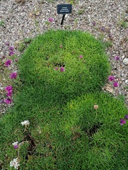 Armeria caespitosa