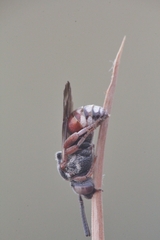 Pasites maculatus