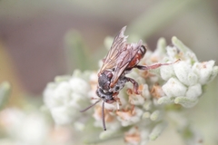 Pasites maculatus