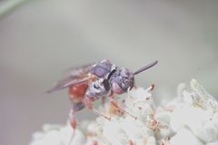 Pasites maculatus