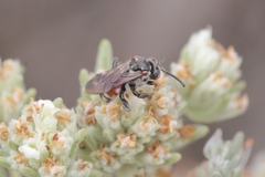 Pasites maculatus
