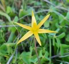 Pauridia serrata serrata