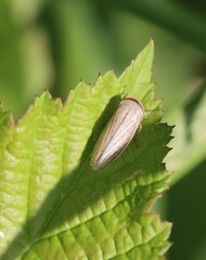 Athysanus argentarius