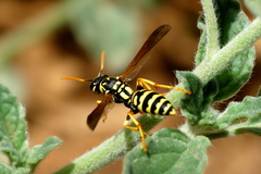 Polistes