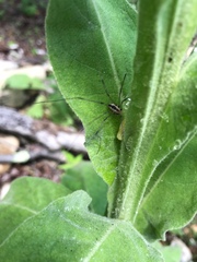 Mitopus morio