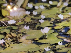Nymphoides aquatica