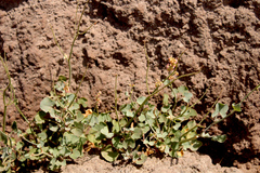 Rumex scutatus
