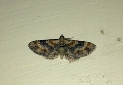 Eupithecia linariata