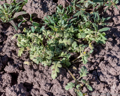 Phacelia monoensis