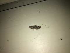 Eupithecia linariata