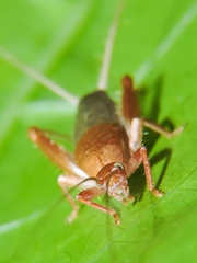 Mogoplistidae