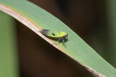 Nephotettix nigropictus