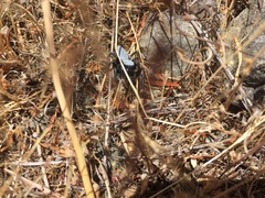 Phidippus octopunctatus