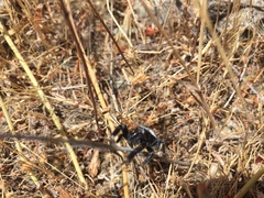 Phidippus octopunctatus