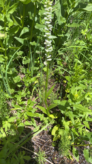 Platanthera dilatata