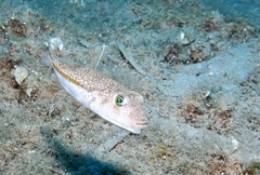 Torquigener flavimaculosus