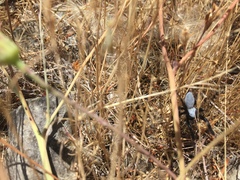 Phidippus octopunctatus