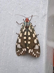 Callindra principalis
