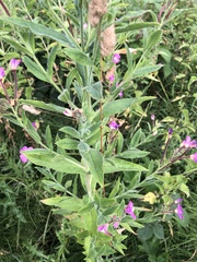 Epilobium hirsutum