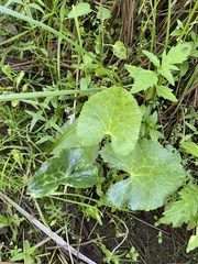 Caltha palustris palustris