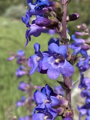 Penstemon pachyphyllus