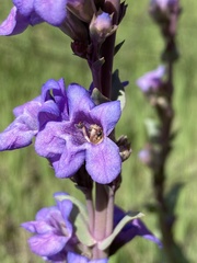 Penstemon pachyphyllus