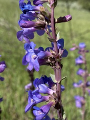 Penstemon pachyphyllus