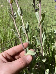 Penstemon pachyphyllus