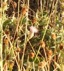 Centaurea aristata