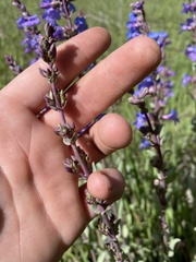 Penstemon pachyphyllus