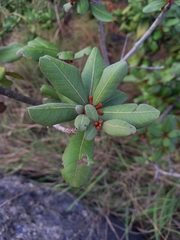 Vitellariopsis ferruginea