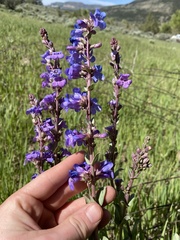 Penstemon pachyphyllus