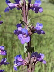 Penstemon pachyphyllus