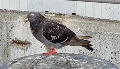 Columba livia domestica