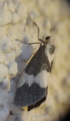 Cisthene faustinula