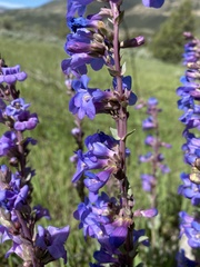 Penstemon pachyphyllus