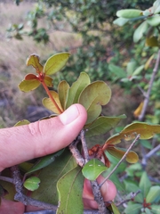 Vitellariopsis ferruginea