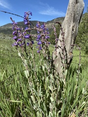 Penstemon pachyphyllus