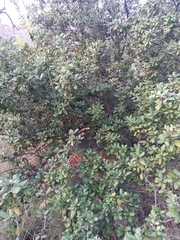 Vitellariopsis ferruginea