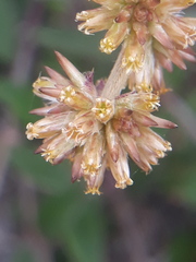 Gomphrena perennis
