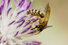 Halictus