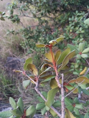 Vitellariopsis ferruginea