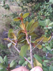 Vitellariopsis ferruginea