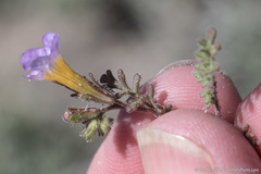 Phacelia bicolor