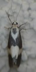 Cisthene faustinula